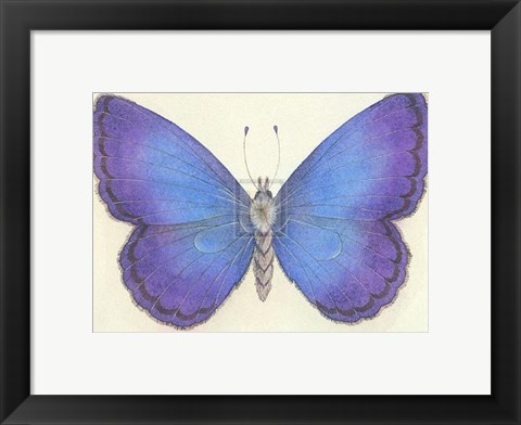 Framed Butterfly II Print