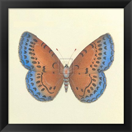 Framed Butterfly III Print