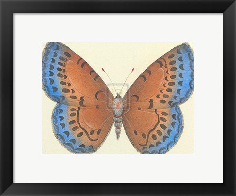 Framed Butterfly III Print