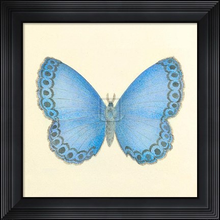 Framed Butterfly IV Print