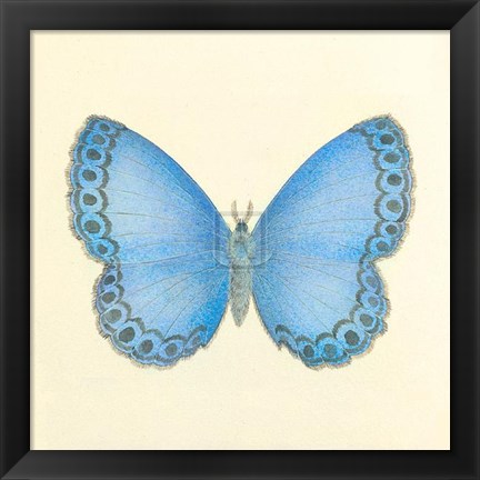 Framed Butterfly IV Print
