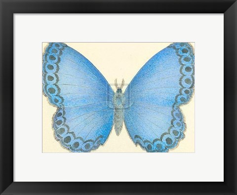 Framed Butterfly IV Print