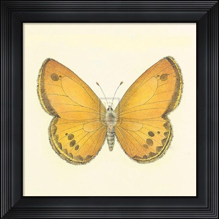Framed Butterfly V Print