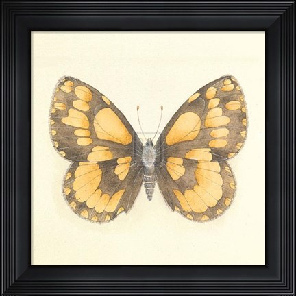 Framed Butterfly VI Print