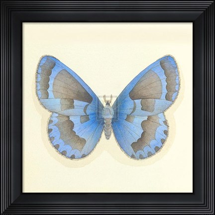 Framed Butterfly VII Print