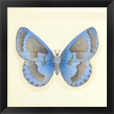 Framed Butterfly VII Print