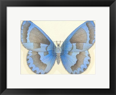 Framed Butterfly VII Print