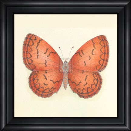 Framed Butterfly VIII Print