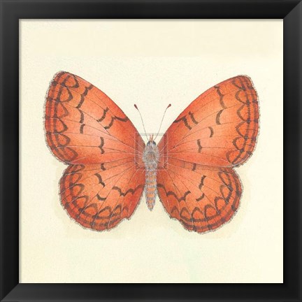 Framed Butterfly VIII Print