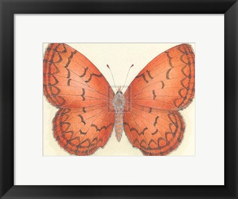 Framed Butterfly VIII Print