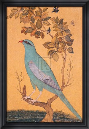 Framed Resplendant Print