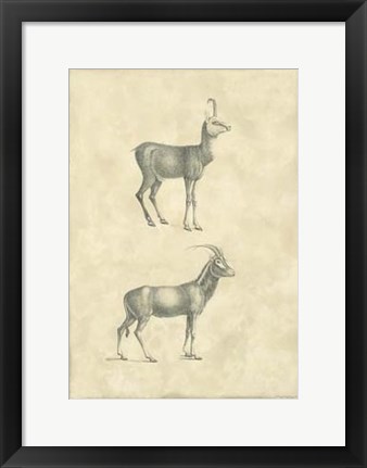 Framed Vintage Antelope Print
