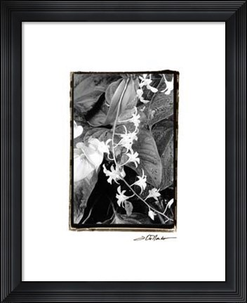 Framed Floral Elegance I Print