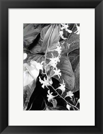 Framed Floral Elegance I Print