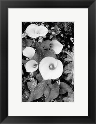Framed Floral Elegance II Print