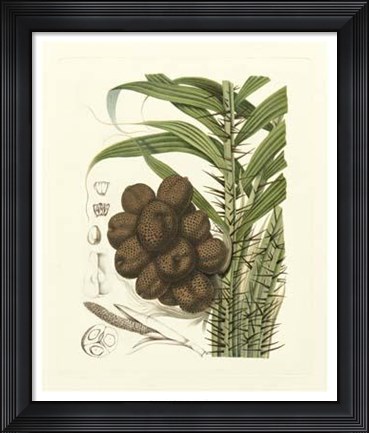 Framed Island Fruits I Print
