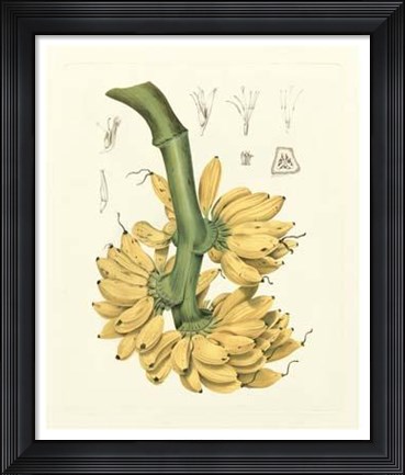 Framed Island Fruits II Print