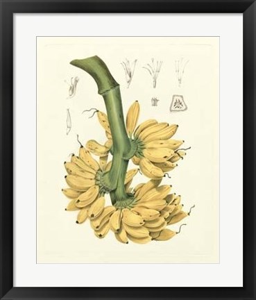 Framed Island Fruits II Print