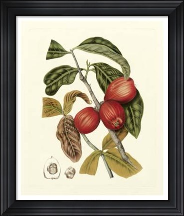 Framed Island Fruits III Print
