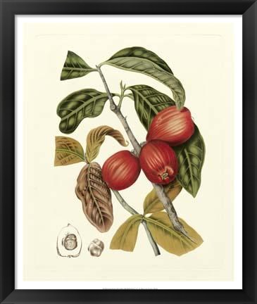 Framed Island Fruits III Print