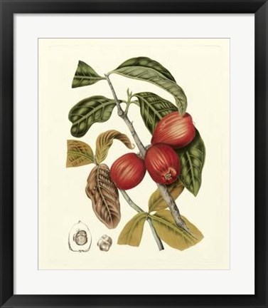 Framed Island Fruits III Print