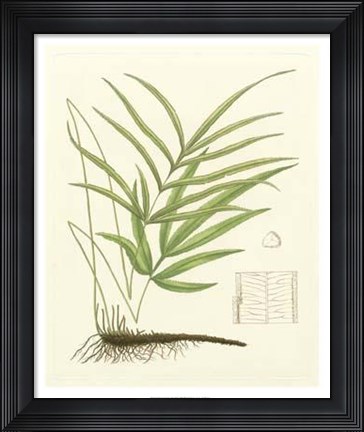 Framed Eaton Ferns I Print