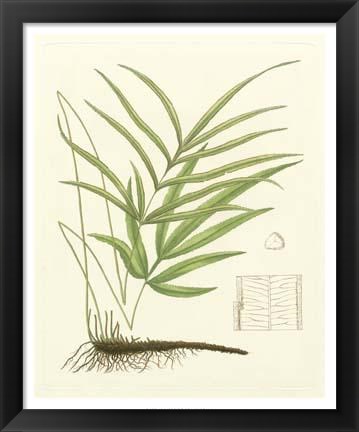 Framed Eaton Ferns I Print