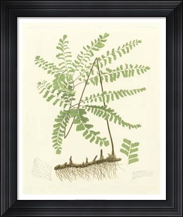Framed Eaton Ferns II Print