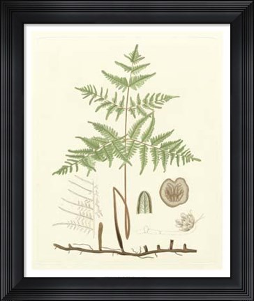 Framed Eaton Ferns III Print