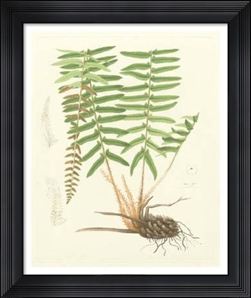 Framed Eaton Ferns IV Print