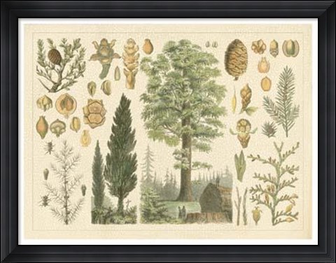 Framed Arbor Collection Print