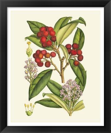 Framed Crimson Berries I Print