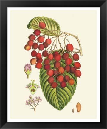 Framed Crimson Berries II Print