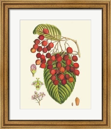 Framed Crimson Berries II Print