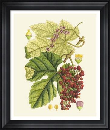 Framed Crimson Berries III Print