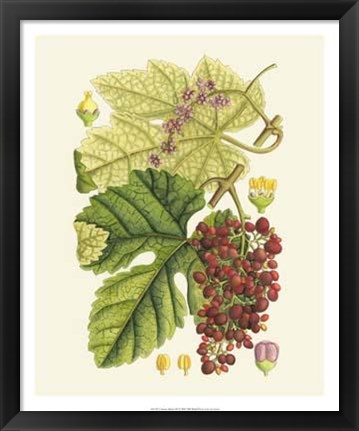 Framed Crimson Berries III Print