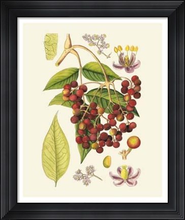 Framed Crimson Berries IV Print