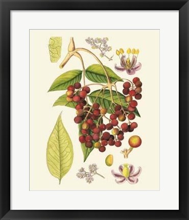 Framed Crimson Berries IV Print