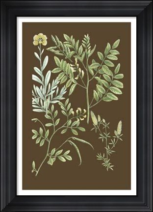 Framed Organic Greenery II Print