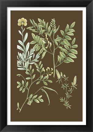 Framed Organic Greenery II Print