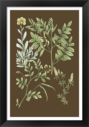 Framed Organic Greenery II Print