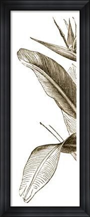 Framed Bird Of Paradise Triptych I Print