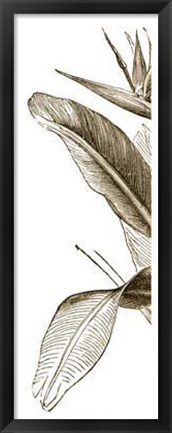 Framed Bird Of Paradise Triptych I Print