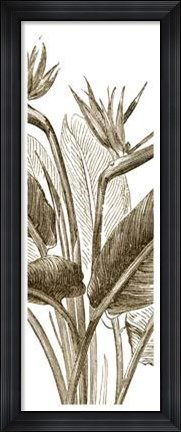 Framed Bird Of Paradise Triptych II Print