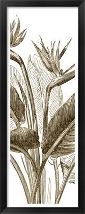 Framed Bird Of Paradise Triptych II Print