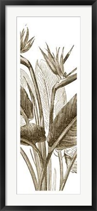 Framed Bird Of Paradise Triptych II Print