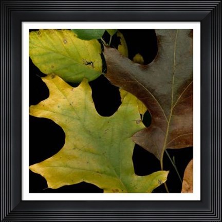 Framed Vivid Leaves II Print