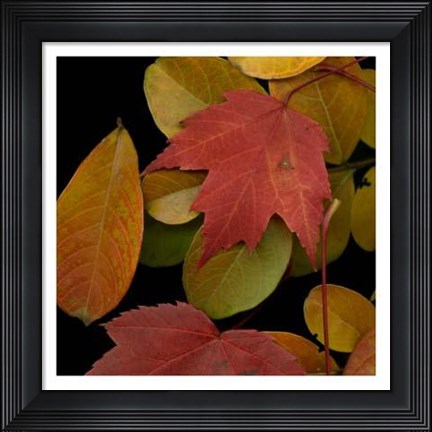 Framed Vivid Leaves III Print
