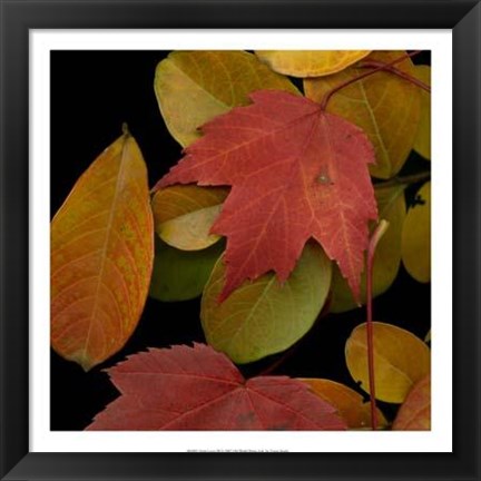 Framed Vivid Leaves III Print