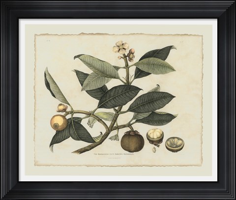 Framed Delicate Botanical I Print